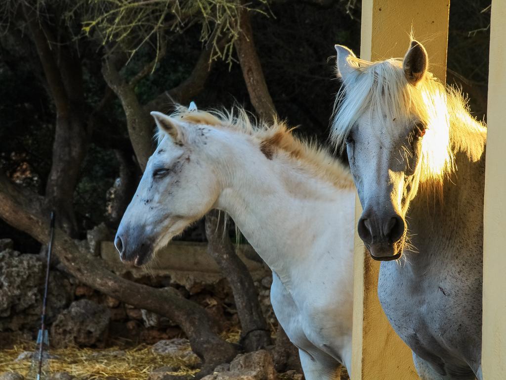 Finca Hotel Rural Predio Son Serra カン・ピカフォルト エクステリア 写真